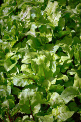 Fresh green beetroot leaves as background