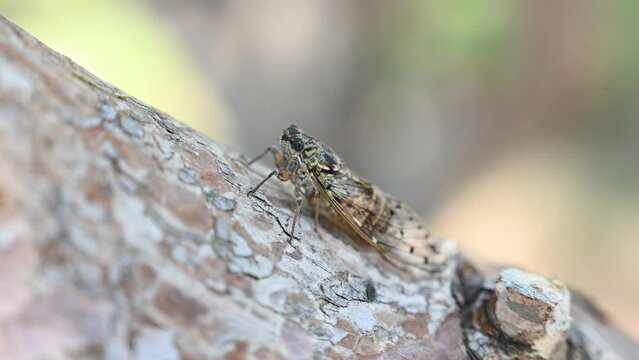 Cicada disruptively camouflaged on tree near sea. Close up of Cicada resting on a tree in forest. Insect