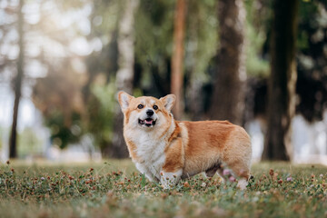 Adorable adult dog Welsh Corgi Pembroke is walking in summer city park
