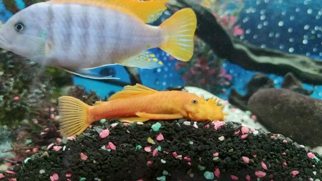 Yellow Funny Aquarium Decorative Catfish on the Background of Bright and Colorful Aquarium Fish of the Cichlid Family from Tropical Rivers. A Large Aquarium at Home as Part of the Interior. Exotic Fis