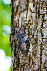 stag beetle sits on a tree in the forest, natural background with insect and plants