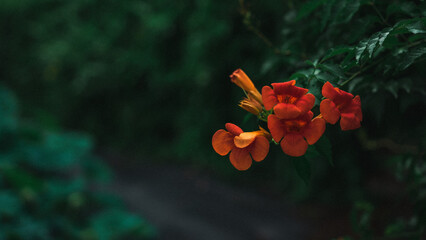 jacaranda flowering (능소화 개화)