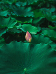 lotus peaks (연꽃 봉우리)