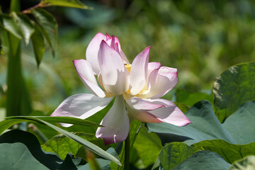 篠山城跡　南堀のハス　8月上旬