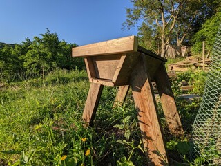honey cow in the garden