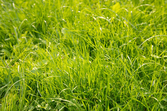 Image of fresh spring meadow with fluffy green grass for background