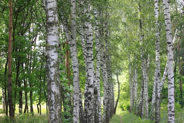 Badezimmer Foto Rückwand Beautiful birch trees in summer © yarbeer