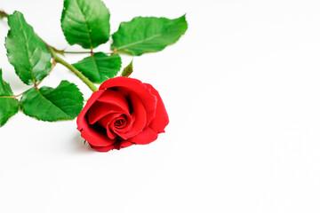 On white background red rose design, concept photo.