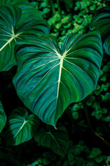Philodendron plant growing in a wild. Dark green leaf with white veins, heart shape.