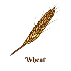 Fototapeta premium Hand drawn vector illustration of ears of wheat isolated on white background.