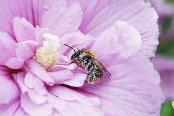 Wildbiene in einer Hibiskusblüte - reiche Pollenernte © P.S.DES!GN