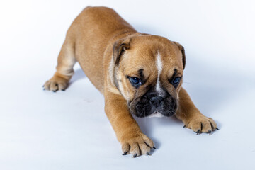 Obraz premium Filhotes de Bulldog Inglês em fundo Branco