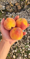 Top view of a hand holding three peaches.