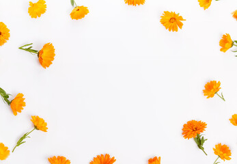 Calendula. Marigold flower isolated on white background. Top view. Flat lay pattern