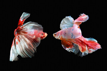 Betta fish, Siamese fighting fish isolated on black background, Colorful animal