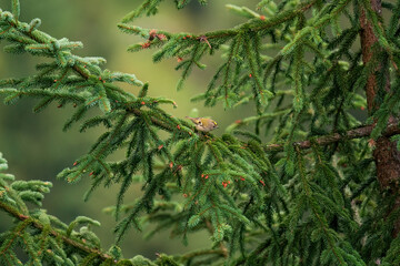 a goldcrest female, the smallest european songbird, perched on a spruce tree on the mountains at a summer day