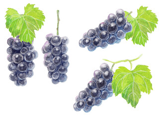 水彩絵の具で描いたぶどう