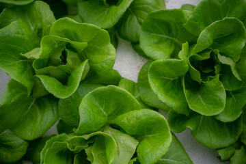 Fototapeta na wymiar Top view of butter head lettuce in the hydroponics organic vegetable plot.