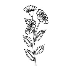 Coloring book daisy flower branch. Garden flowering plant. Hand drawn vector line art. Coloring page for children and adults.