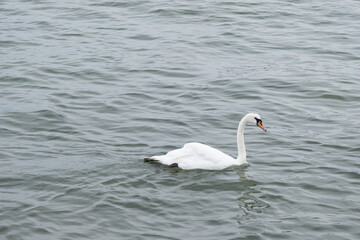 Obraz premium Swan on the water