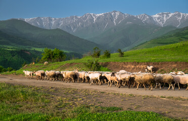 A herd of sheeps in the mountains. Flock of farm animals going back home from alpine pastures. Big group moving rural countryside road. Beautiful nature landscape, mountain range in background