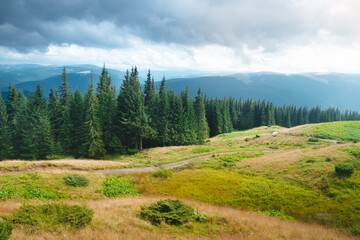 Obraz premium Carpathian mountains moody weather landscape. Green hill meadow, pine tree forest and cloudy sky. Amazing nature scenery in mountain valley. Beautiful nature landscape. Travel, adventure concept image