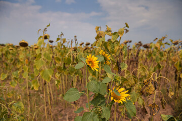 Concept photo for a drought summer. Dryness weather. A sunflower field is completely dry because the lack of rain in a not irrigated farm. Agriculture and farming industry.