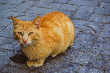 Fototapeta premium Street Cat