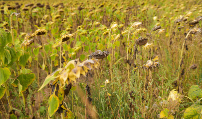 Vey warm and drought summer. Dryness weather. A sunflower field is completely dry because the lack of rain in a not irrigated farm. Agriculture and farming industry.