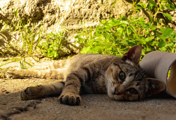 Fototapeta na wymiar Street Cat