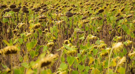 Vey warm and drought summer. Dryness weather. A sunflower field is completely dry because the lack of rain in a not irrigated farm. Agriculture and farming industry.