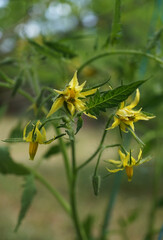 tomato is a vegetable plant