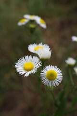 Erigeron annuus in the garden