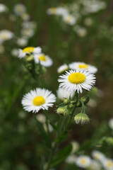 Erigeron annuus in the garden