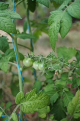 bunch of green cherry tomato fruit 