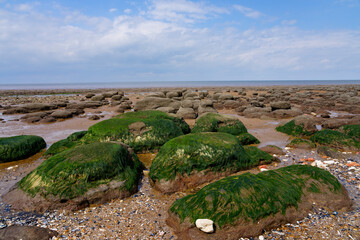 Seaweed covered rocks on Hunstanton beach