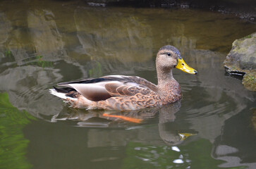 Young duck mallard (female) swimming in the park pond. Wild birds outdoors close up photo.
