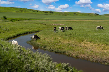 A herd of cattle grazing on a lush green meadow at a small creek during a heat wave in Rocky View County Alberta Canada.