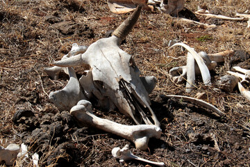 
A photo/picture of a cow's skull and bones that has been lying in the sun for a long time.