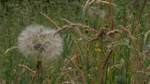 Closeup of Tragopogon dubius, western salsify seedhead with other plants in a summer breeze.