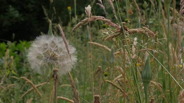 Closeup of Tragopogon dubius, western salsify seedhead with other plants in a summer breeze.