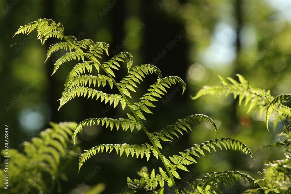 Wall mural Fern in the forest on a sunny spring morning 