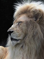 Amnéville Zoo, August 2022 - Beautiful white lion