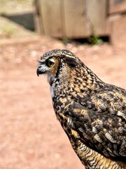 Zoo d'Amnéville, August 2022 - Magnificent bird show in flight