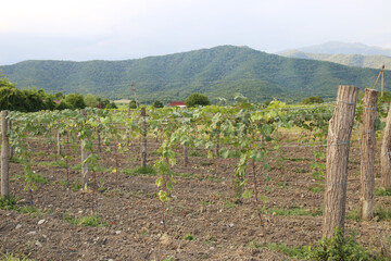 Fototapeta na wymiar vineyard fields in Kakheti Georgia