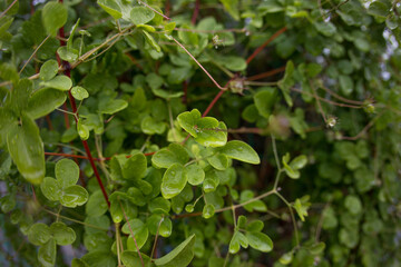 Green shrub