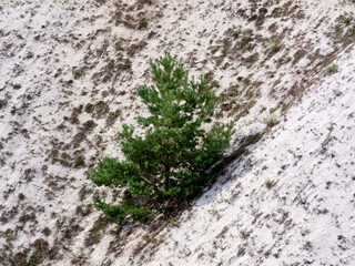 A young pine tree grows on the slope of a chalk mountain, evergreen needles on pine branches contrast with the white surface of a chalk mountain, it seems like it's snow, a beautiful summer landscape