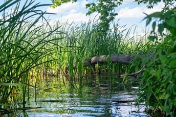 A fallen tree in a river with reeds.