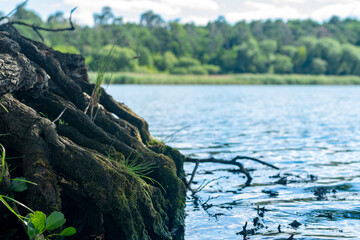 The roots of an old tree in the background of the river.