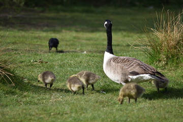 Ducks and Waterbirds of Essex
